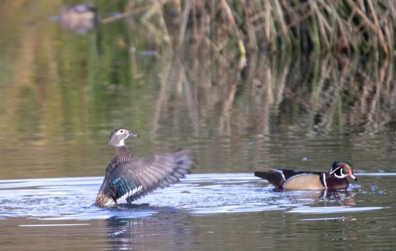 Wood Ducks. Canon EOS 80D with TAMRON SP 150-600mm F/5-6.3 Di VC USD G2 A022, handheld, 1/500 sec., f/6.3, ISO 800. Neary Lagoon, Santa Cruz, California.