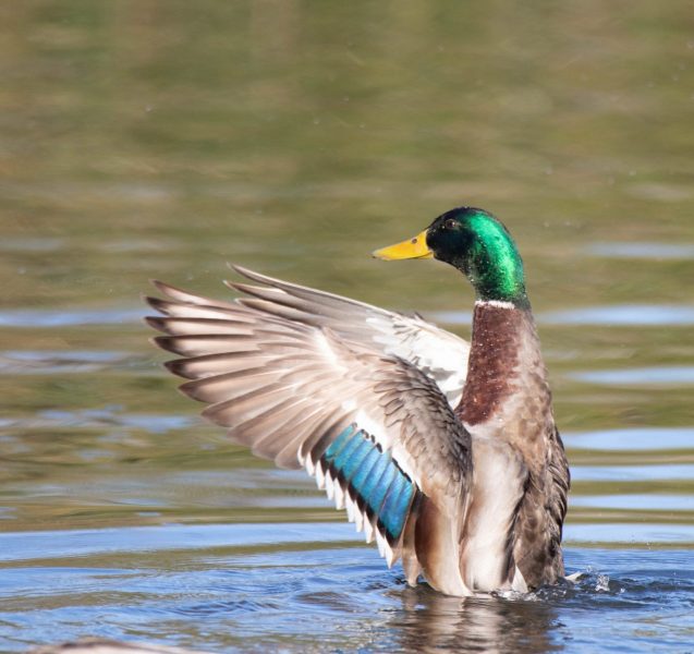 Male Mallard. Canon EOS 80D with TAMRON SP 150-600mm F/5-6.3 Di VC USD G2 A022, handheld, 1/800 sec., f/6.3, ISO 400. Neary Lagoon, Santa Cruz, California.