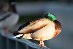 Male Mallard. Canon EOS 80D with TAMRON SP 150-600mm F/5-6.3 Di VC USD G2 A022, handheld, 1/800 sec., f/6.3, ISO 1600. Neary Lagoon, Santa Cruz, California.