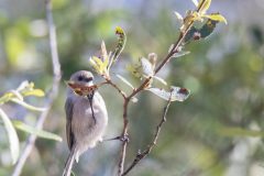 Bushtit. Canon EOS 5D Mark IV with TAMRON SP 150-600mm F/5-6.3 Di VC USD G2 A022, handheld, 1/4000, f/7.1, ISO 6400. Neary Lagoon, Santa Cruz, California.