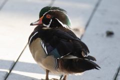 Male Wood Duck. Canon EOS 5D Mark IV with TAMRON SP 150-600mm F/5-6.3 Di VC USD G2 A022, handheld, 1/4000, f/6.3, ISO 5000. Neary Lagoon, Santa Cruz, California.