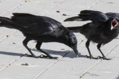 American Crows. Canon EOS 5D Mark IV with TAMRON SP 150-600mm F/5-6.3 Di VC USD G2 A022, handheld, 1/500, f/32, ISO 4000. Neary Lagoon, Santa Cruz, California.