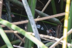 Pied-billed Grebe and Juveniles. Canon EOS 5D Mark IV with TAMRON SP 150-600mm F/5-6.3 Di VC USD G2 A022, handheld, 1/125, f/32, ISO 12800. Neary Lagoon, Santa Cruz, California.