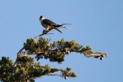 Merlin. Canon EOS 80D with TAMRON SP 150-600mm F/5-6.3 Di VC USD G2 A022, handheld, 1/800 sec., f/7.1, ISO 640. Neary Lagoon, Santa Cruz, California.