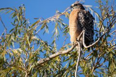 Red-shouldered Hawk. Canon EOS 80D with TAMRON SP 150-600mm F/5-6.3 Di VC USD G2 A022, handheld,1/800 sec., f/6.3, ISO 320. Neary Lagoon, Santa Cruz, California.