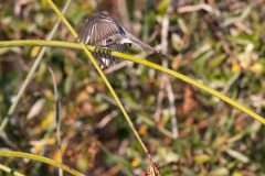 Black Phoebe. Canon EOS 80D with TAMRON SP 150-600mm F/5-6.3 Di VC USD G2 A022, handheld, 1/1000 sec., f/11, ISO 2500. Neary Lagoon, Santa Cruz, California.