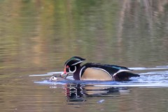 Wood Ducks. Canon EOS 80D with TAMRON SP 150-600mm F/5-6.3 Di VC USD G2 A022, handheld, 1/500 sec., f/6.3, ISO 800. Neary Lagoon, Santa Cruz, California.