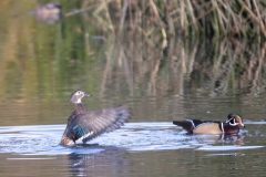 Wood Ducks. Canon EOS 80D with TAMRON SP 150-600mm F/5-6.3 Di VC USD G2 A022, handheld, 1/500 sec., f/6.3, ISO 800. Neary Lagoon, Santa Cruz, California.