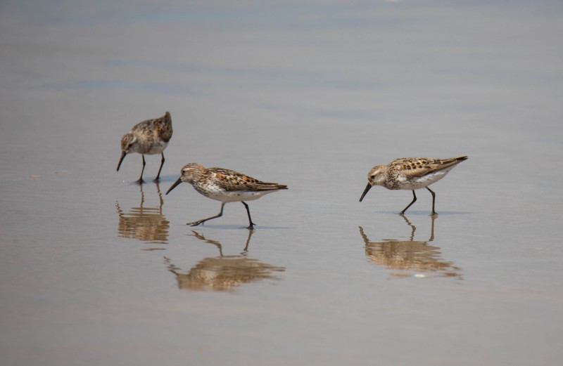 Nehalem-Bay-St-Park-2281