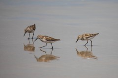 Nehalem-Bay-St-Park-2281