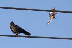 American Crow and Northern Mockingbird. Canon EOS 5D Mark IV with TAMRON SP 150-600mm F/5-6.3 Di VC USD G2 A022, handheld, 1/4000 sec., f/7.1, ISO 2500. Santa Cruz, California.