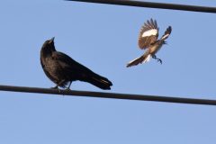 Northern Mockingbird and American Crow. Canon EOS 5D Mark IV with TAMRON SP 150-600mm F/5-6.3 Di VC USD G2 A022, handheld, 1/4000 sec., f/7.1, ISO 2500. Santa Cruz, California.