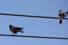 Northern Mockingbird and American Crow. Canon EOS 5D Mark IV with TAMRON SP 150-600mm F/5-6.3 Di VC USD G2 A022, handheld, 1/4000 sec., f/7.1, ISO 2500. Santa Cruz, California.