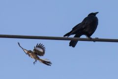 Northern Mockingbird and American Crow. Canon EOS 5D Mark IV with TAMRON SP 150-600mm F/5-6.3 Di VC USD G2 A022, handheld, 1/4000 sec., f/7.1, ISO 2500. Santa Cruz, California.