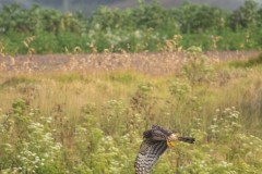 NOHA-in-flight-with-prey-2064