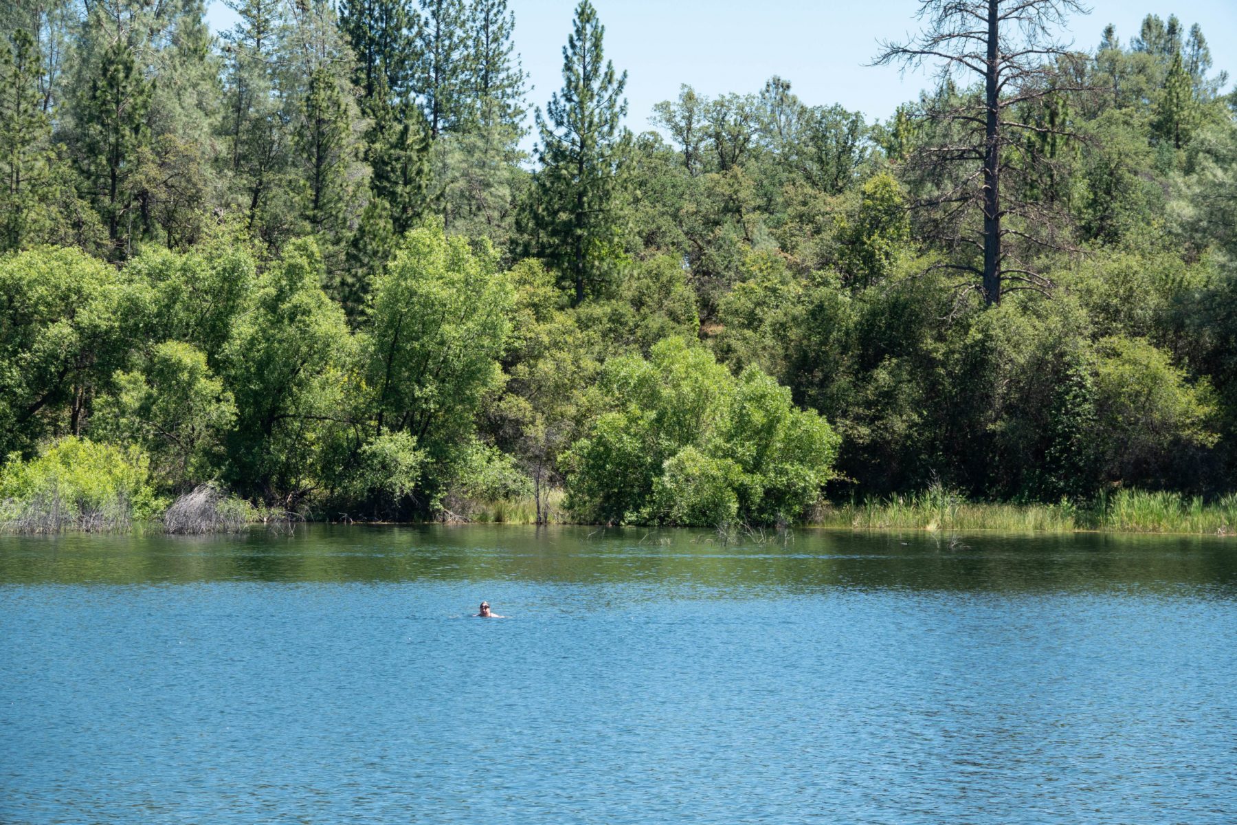 Sarah swimming across the reservoir