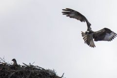 Osprey landing on nest. Canon EOS 5D Mark IV with TAMRON SP 150-600mm F/5-6.3 Di VC USD G2 A022, handheld, 1/4000 sec., f/6.3, ISO 800. Antonelli Pond, Santa Cruz, California.