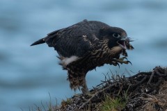 Banded-PEFA-vocalizing-with-claw-raised-2308