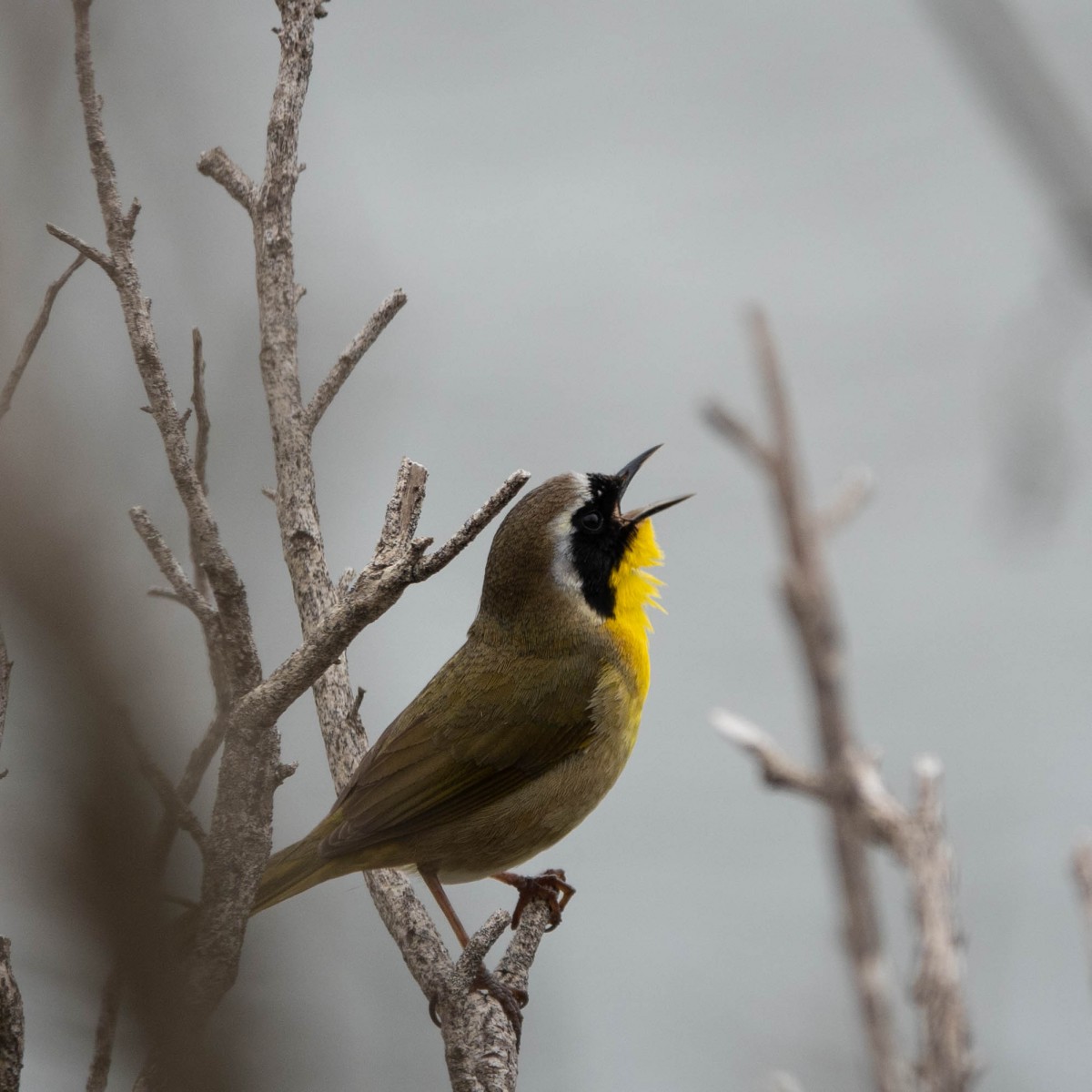 Common Yellowthroat singing