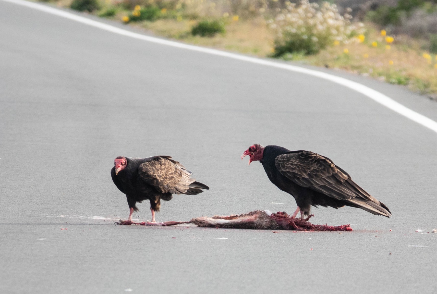 Turkey Vultures with a hare's hind leg...TMI?