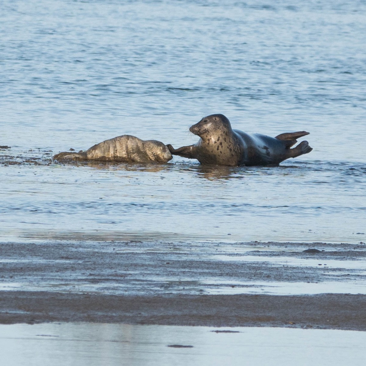 Harbor Seal with pup