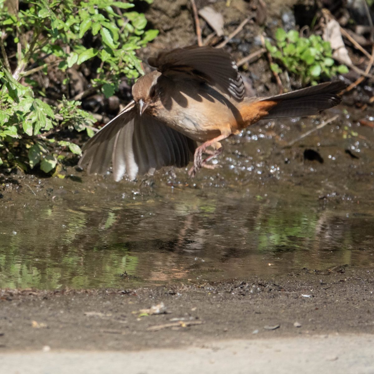California Towhee landing to see what the Barn Swallows find so interesting