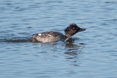 Common Goldeneye