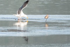 Gull landing near Marbled Godwit