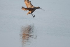 Long-billed Curlew landing