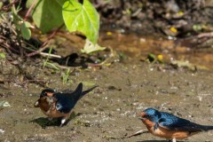 Barn Swallows gathering nesting material