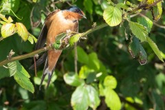 Barn Swallow