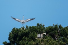 Great Blue Heron with nesting material lands near another's nest