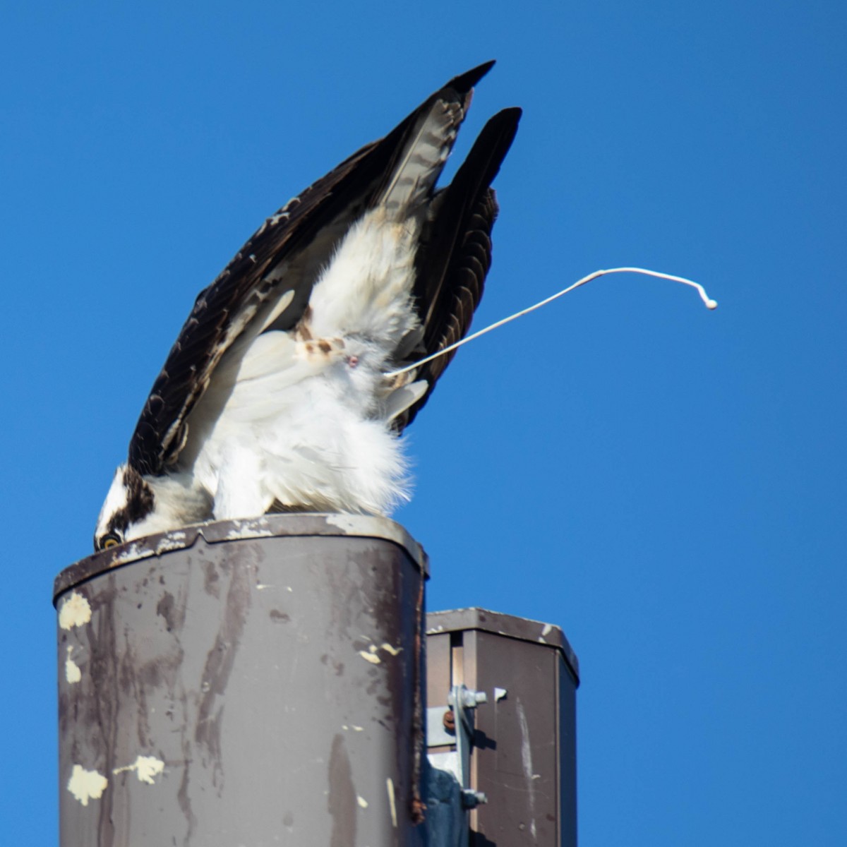 Osprey pooping into the wind -- for the third time in forty-five minutes. Was it the fish??