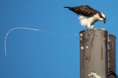Osprey pooping in the wind.