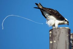 Osprey pooping in the wind again.