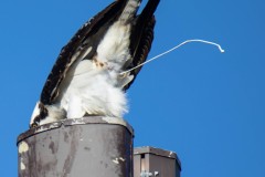 Osprey pooping into the wind -- for the third time in forty-five minutes. Was it the fish??
