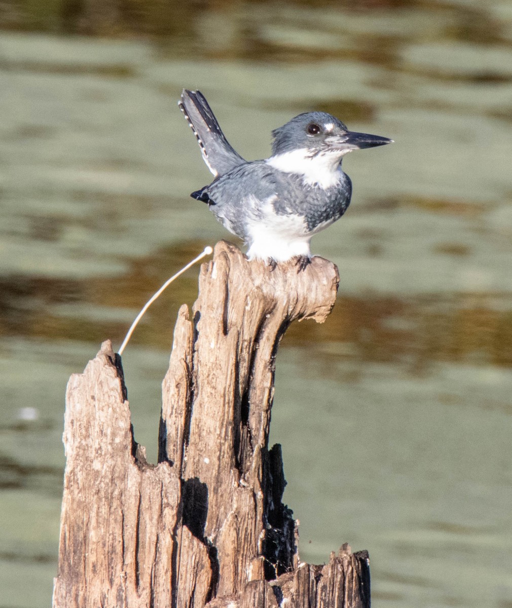 Male Belted Kingfisher, perched on a rotting wooden post, poops.