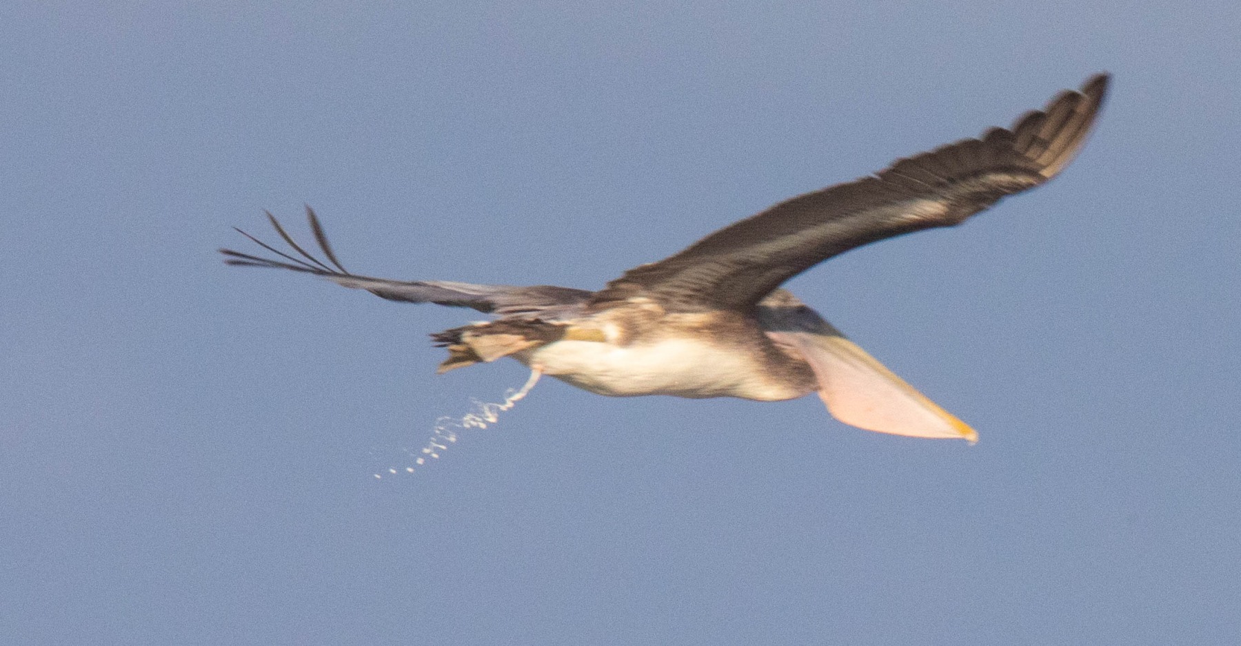 Pooping Birds! KathyHawk's Bird and Photo Blog