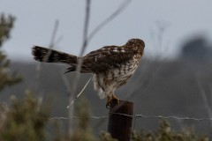 Cooper's Hawk's pre-flight poop.