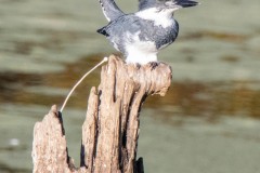 Male Belted Kingfisher, perched on a rotting wooden post, poops.