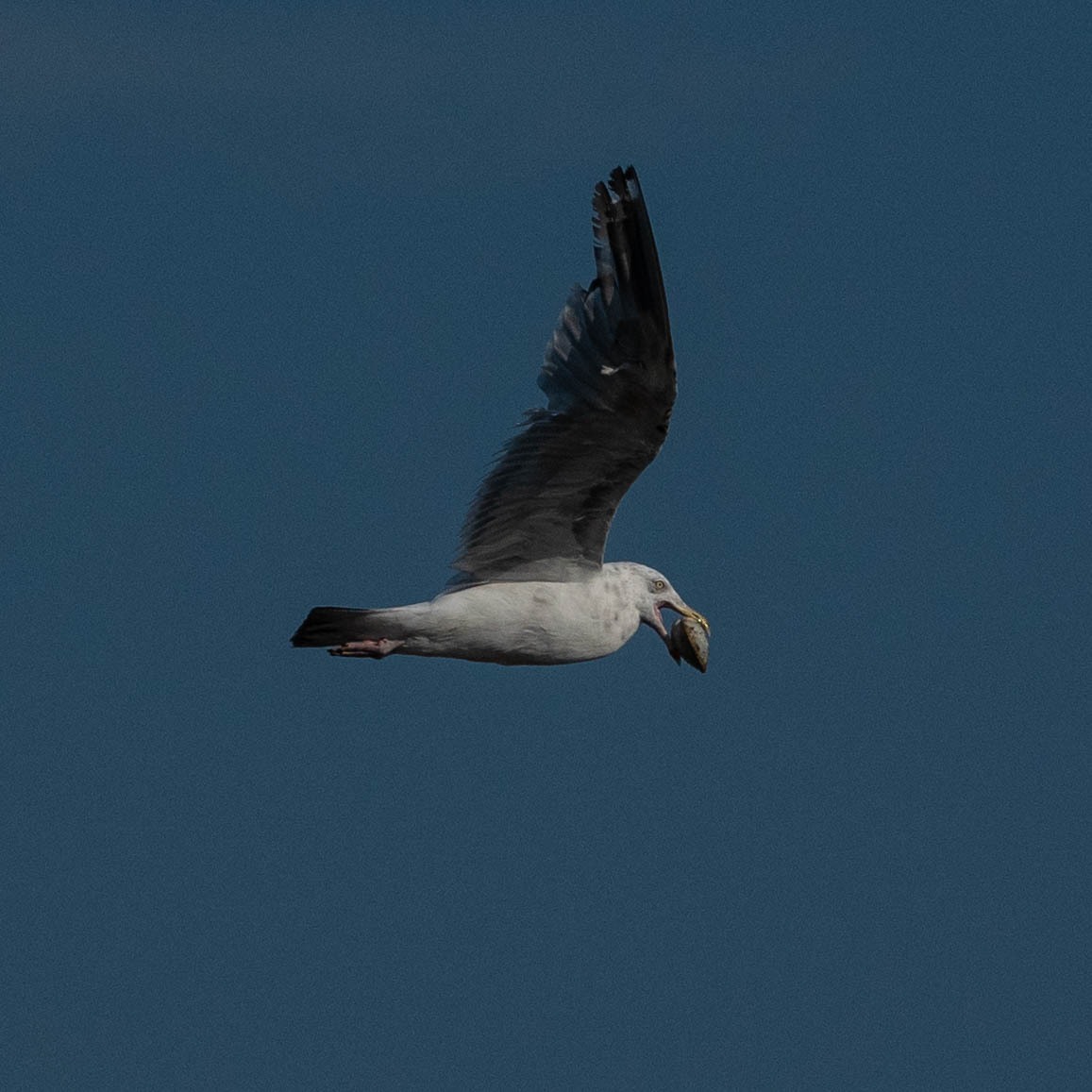 Gull with clam