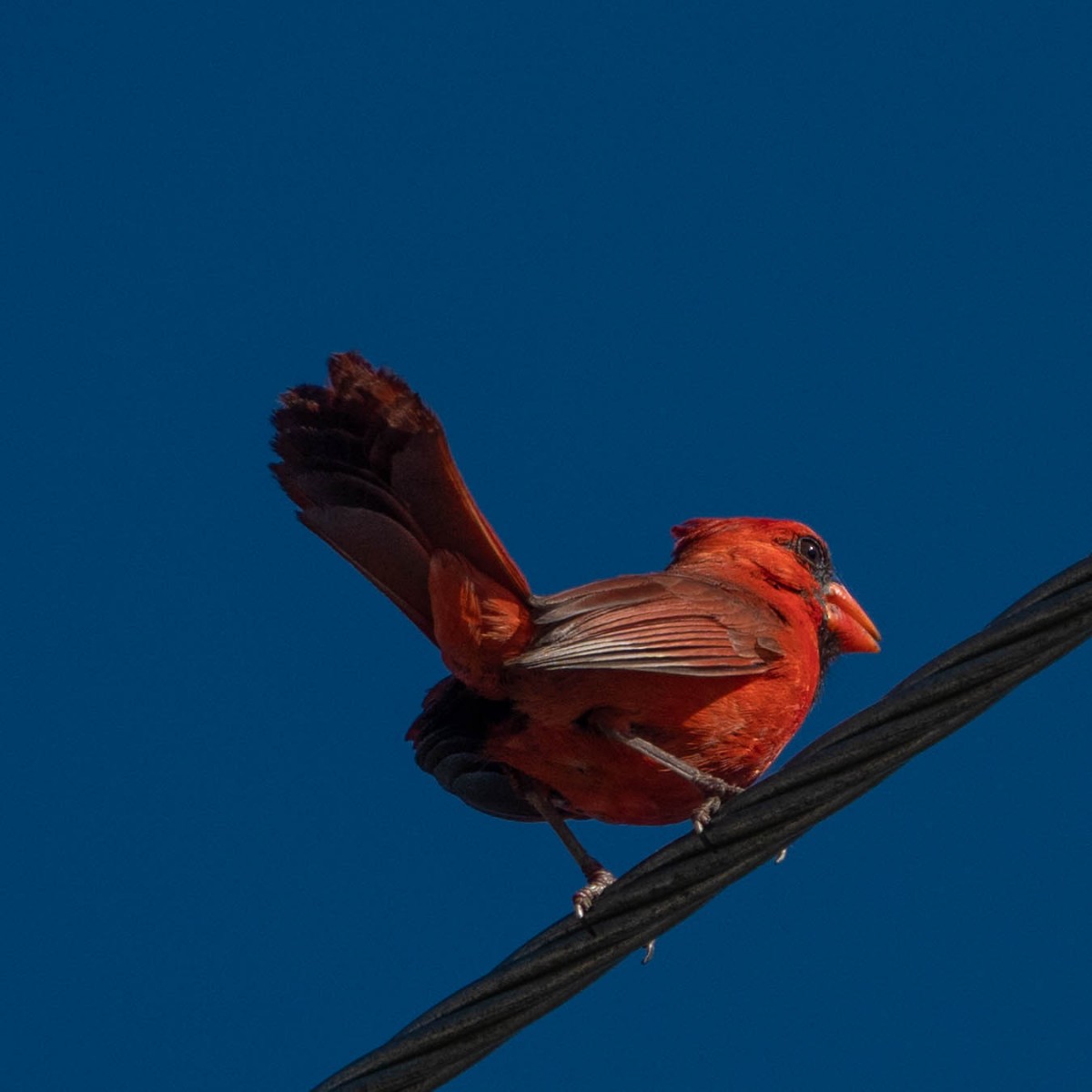 Male Northern Cardinal in the morning