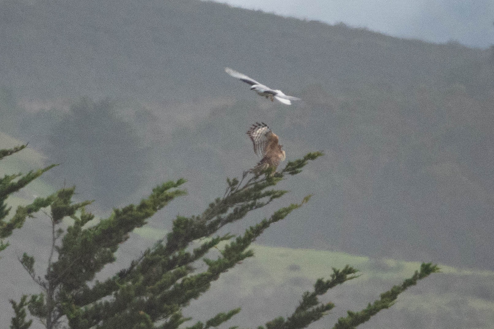 The White-tailed Kite harassing the Red-shouldered Hawk.