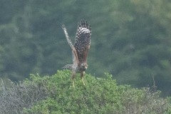 Red-shouldered Hawk taking flight.