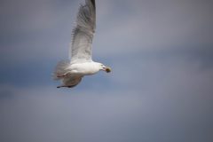 Gull heading to the rocky beach with his clam.