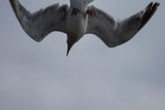 Gull diving after its clam.
