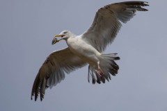 Gull preparing too drop its clam.