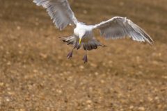 Gull landing to eat its clam breakfast.