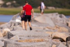 Gull dropping its clam on the Causeway.