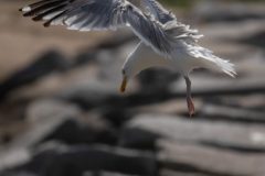 This gull hurried its drop because Katherine was near.